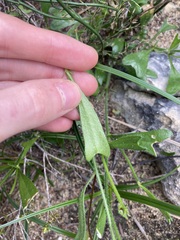 Isotropis cuneifolia