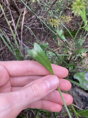 Isotropis cuneifolia
