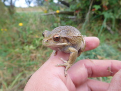 Gastrotheca