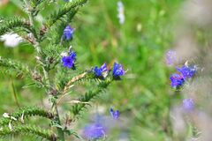 Echium vulgare