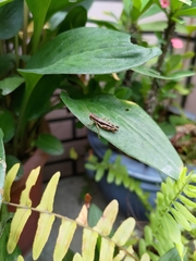 Pseudoxya diminuta