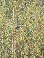 Iduna caligata