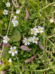 Cerastium