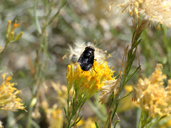 Copestylum violaceum