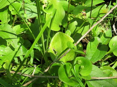 Parnassia grandifolia
