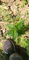 Urtica dioica