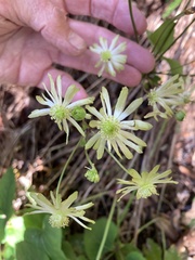 Knowltonia vesicatoria