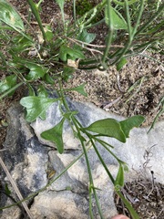 Isotropis cuneifolia