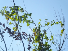 Aristolochia contorta