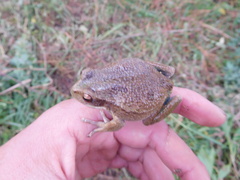 Gastrotheca