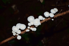 Marasmiineae