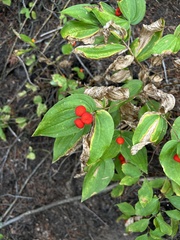 Prosartes trachycarpa