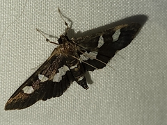 Desmia funeralis