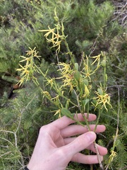 Anthocercis littorea