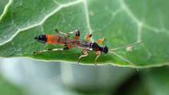 Schizopyga circulator