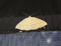 Cyclophora linearia
