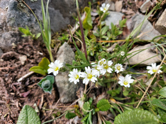 Cerastium