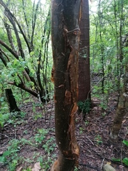 Bursera