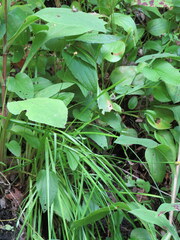 Xyris tennesseensis