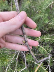 Anthocercis littorea