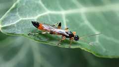 Schizopyga circulator