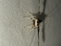 Desmia funeralis