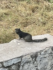 Otospermophilus variegatus