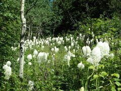 Xerophyllum tenax