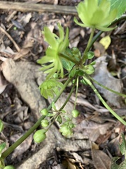 Knowltonia vesicatoria