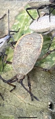Anasa