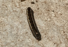 Spodoptera