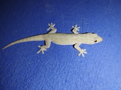 Hemidactylus frenatus