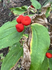 Prosartes trachycarpa