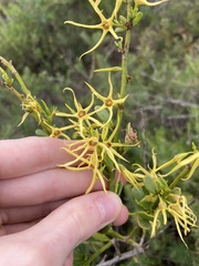Anthocercis littorea