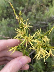 Anthocercis littorea