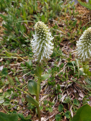 Lagotis integrifolia