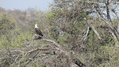 Haliaeetus vocifer