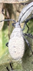 Anasa