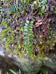 Polystichum atkinsonii