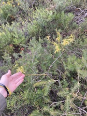 Anthocercis littorea