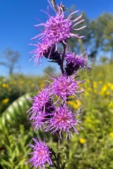 Liatris scariosa