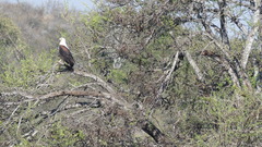 Haliaeetus vocifer