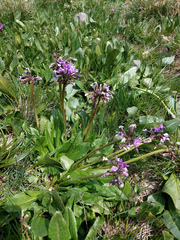 Primula nivalis