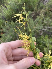 Anthocercis littorea