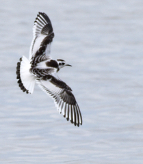 Hydrocoloeus minutus