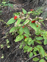 Prosartes trachycarpa