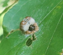 Mastophora