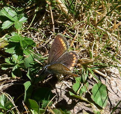 Aricia agestis