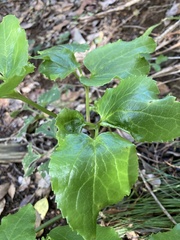 Knowltonia vesicatoria