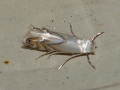 Phyllonorycter